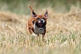 STAFFIE 125